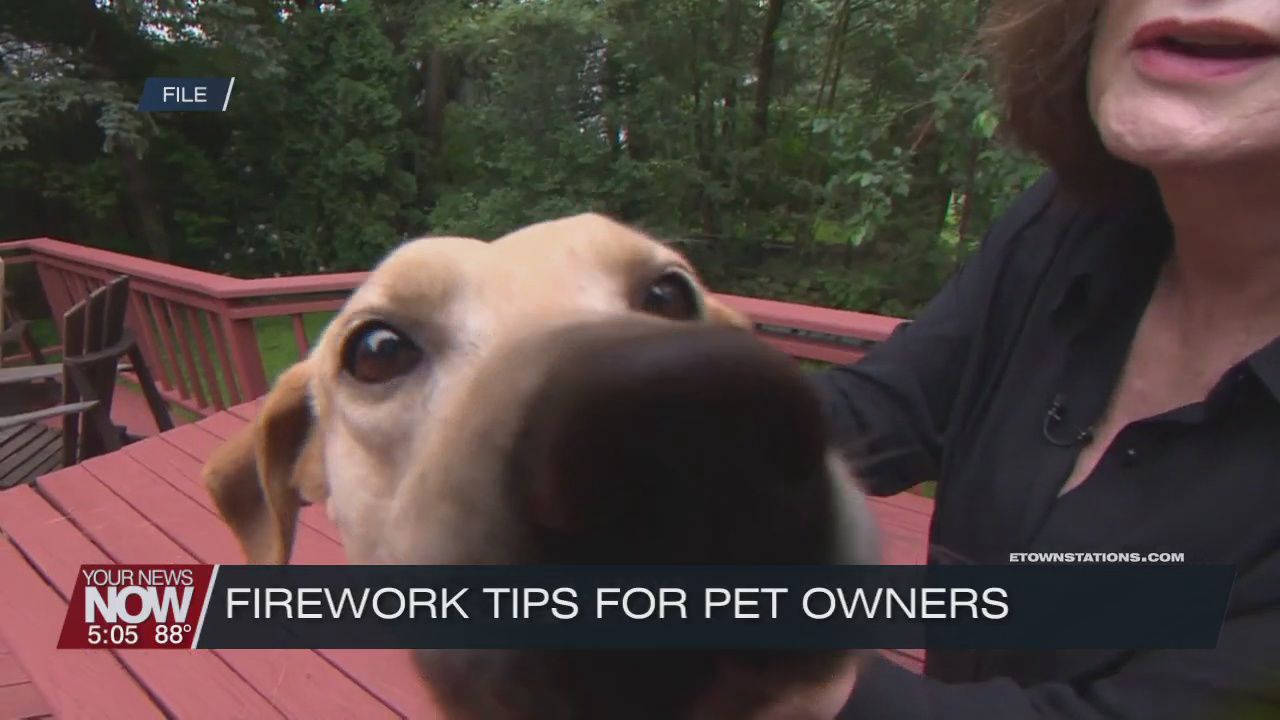 Tips for dog owners to help their pet during fireworks displays